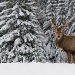 cerf élaphe