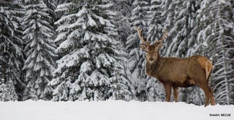 cerf élaphe