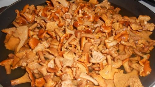 champignons comtois