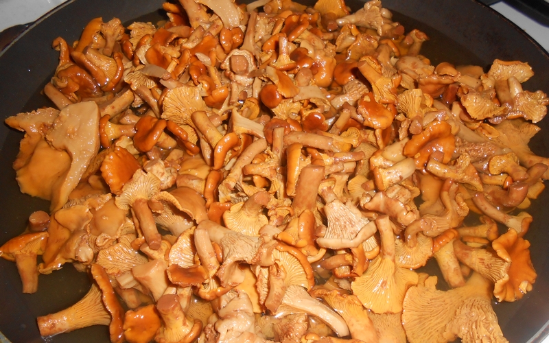 Le pays des champignons