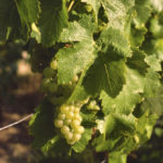 chardonnay