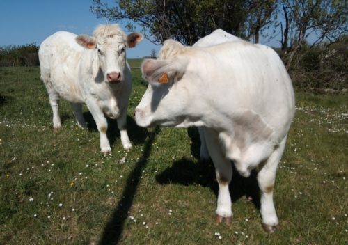 vaches charolaises