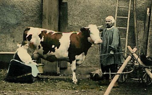 histoire vache montbéliarde