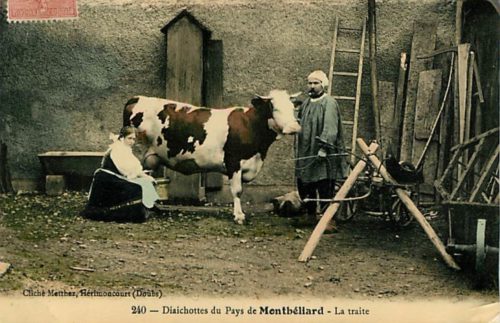 vache montbéliarde