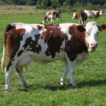 vache montbéliarde