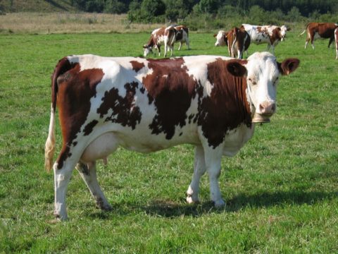 vache montbéliarde