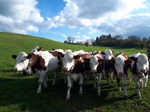 vaches montbéliardes