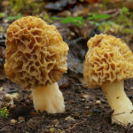 morilles blondes