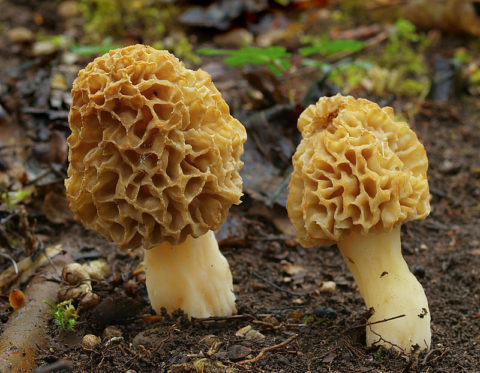 morilles blondes