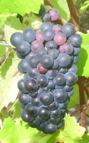 pinot noir