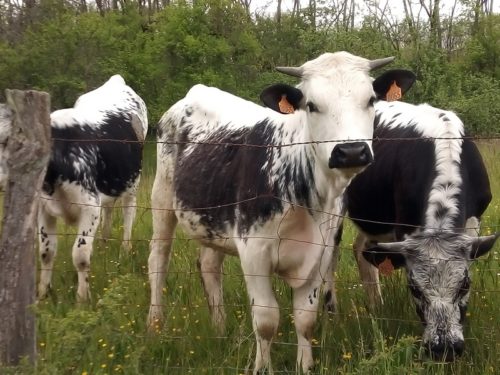 race vache vosgienne