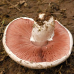rosé des prés