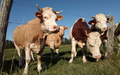 Simmental française