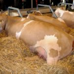 simmental française