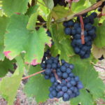 trousseau