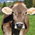 vache brune