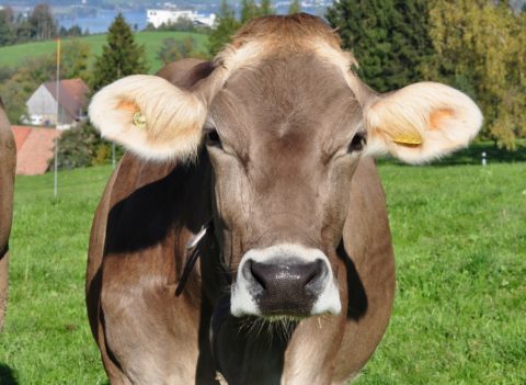 vache brune