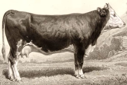 vache de Berne