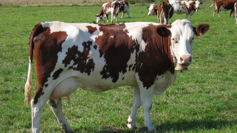 L’incroyable saga de la vache montbéliarde