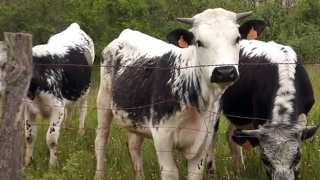 Au secours de la Vosgienne, l’autre vache comtoise