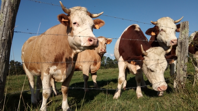 Sont y pô belles nos vaches ? Montbéliardes et cie